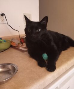 Nutramax Cosequin Joint Health Supplement for Cats - With Glucosamine and Chondroitin, 55 Capsules 33 7146GB48aPL