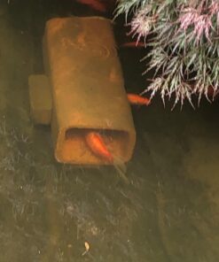 Aquascape 98949 Beneficial Bacteria Concentrate for Pond and Water Features, 1.1-Pound, white 33 714AoimsdcL