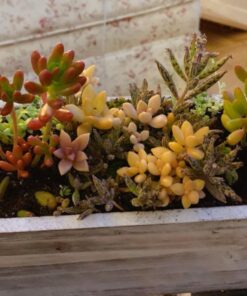 Espoma Organic Perlite; All Natural and Approved for Organic Gardening. Helps Loosen and Aerate Heavy Soils, Prevent Compaction & Promotes Root Growth – Pack of 1 8 quart 31 714BlY4i8NL