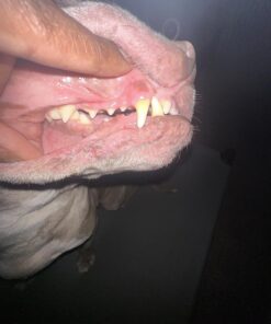 Vet’s Best Enzymatic Dog Toothpaste | Teeth Cleaning and Fresh Breath Dental Care Gel | Vet Formulated | 3.5 Ounces 1 Count 45 714EdOOcguL