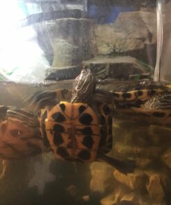 Penn-Plax Cascade All-in-One Aquarium Canister Filter – for Tanks Up to 100 Gallons (265 GPH) – Cascade 1000 Cascade-1000 78 714Gc Zy1L