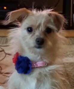 PURINA Busy Made in USA Facilities Small/Medium Dog Bones, Original - 6 ct. Pouch 29 714ICLn1dZL