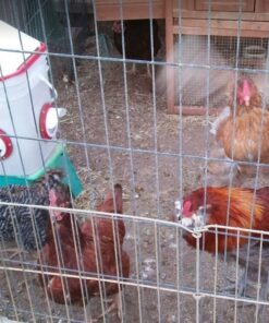 RentACoop 20lb BPA-Free Chicken Feeder with Large Ports - Includes Lid, Anti-Roost Cone, Ports, Rain Hoods - Suitable for Chickens - Corner Placement 25 714K ct43wL