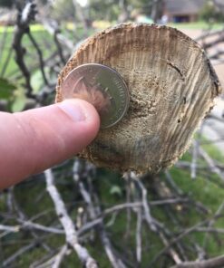 BLACK+DECKER 20V MAX* Alligator Lopper Cordless Chainsaw, Tool Only (LLP120B) 20V Lopper (Tool Only) 15 714KuZ jUEL