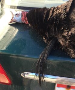 Primos Hunting Hook Hunter Turkey Mouth Call (Pack of 2) Realistic Sounding Turkey Call PS1252 Multi 16 714NCn1qwhL