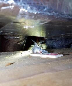 Victor m154 metal pedal mouse trap (8) 8 Traps 14 714OMRzm8UL