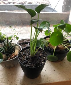 Alocasia 'Tiny Dancers' 11 714Pb0rQCL