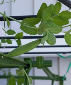 Pea Seed, Sugar Daddy Snap Pea, Heirloom, Non GMO, 20 Seeds, Perfect Peas, Country Creek Acres 22 714RCW8apIL