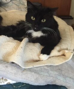 Purina Fancy Feast Dry Cat Food with Savory Chicken and Turkey - 12 lb. Bag Chicken & Turkey 12 Pound (Pack of 1) 43 714RzHiLebL