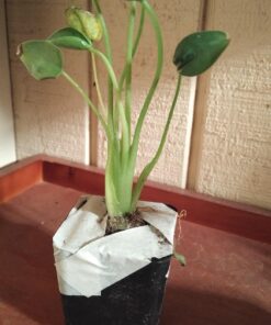 Alocasia 'Tiny Dancers' 10 714ShnSR L