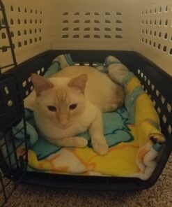 Petmate Compass Fashion Kennel Cat and Dog Kennel, 10-20 lb., Pearl White/Black, Made in USA 20.0"L x 12.5"W x 13.5"H 38 714TgWLE53L