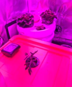 Organic ‘Little Gem’ Lettuce Seeds – Seed Packet of Over 500 Open Pollinated Non-GMO Mini-Romaine Seeds – Sweet Yards Seed Co. Single Packet 5 714V1c5RpjL