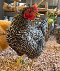 Ware Manufacturing Chick-N-Veggie Treat Ball 28 714VHXiHn2L