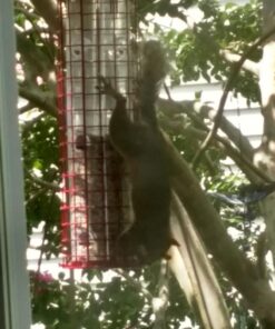 Perky-Pet 102 4 lb Squirrel Resistant Easy Feeder 33 714W8u36vL