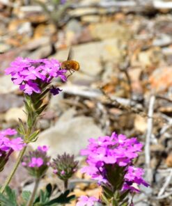 Nikon D500 DX-Format Digital SLR with 16-80mm ED VR Lens Black 89 714Xs4UX4ML