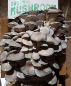 Back to the Roots Organic Oyster Mushroom Grow Kit, Harvest Gourmet Mushrooms In 10 Days 1 Count (Pack of 1) 56 714XtFrtQqL