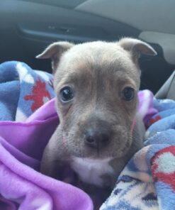 Hill's Science Diet Dry Dog Food, Puppy, Chicken Meal & Barley Recipe, 30 lb. Bag Puppy Dry 30 Pound (Pack of 1) 37 714YA0tsCsL