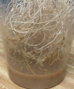 Josh's Frogs The Best MELANOGASTER Fruit Fly Food Media (1.5 lbs/1.35 Quarts - Makes 10 Fruit Fly Cultures) 1.35 Quarts 26 714a9xSNvSL