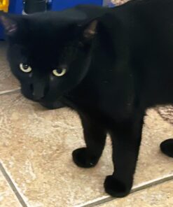 Earth Rated Dog Poop Bags with Handles, New Look, Easy Tie and Guaranteed Leakproof, Unscented, 120 Handle Bags 120-Count 35 714aiHMzy8L