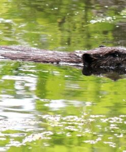 Canon EF-S 55-250mm f/4.0-5.6 is II Telephoto Zoom Lens Base Standard Packaging 67 714cKSrR7eL