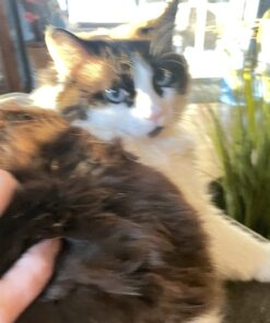 Natural Balance Fat Cats Low-Calorie Dry Cat Food for Overweight Adult Cats, Chicken Meal, Salmon Meal, Garbanzo Beans, Peas & Oat Groats Recipe, 6 Pound (Pack of 1) Chicken Meal, Salmon Meal, Beans, Peas, Oats 6.00 Pound (Pack of 1) 21 714ciESpQpL