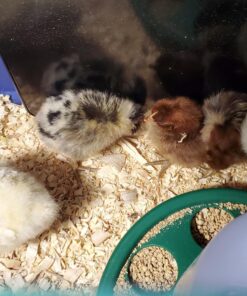 Cozy Products CL Cozy Safe Chicken Coop Heater 200 Watts Safer Than Brooder Lamps, One Size, Black 33 714dn0oS0lL