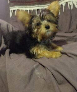 Oster Gentle Paws Less Stress Dog and Cat Nail Grinder, 2 Speed (078129-600-000) Blue 33 714dw2DJHEL