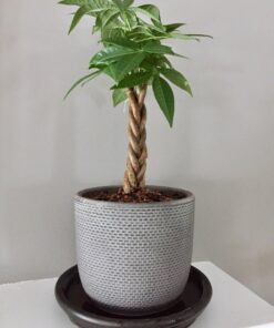 Hoffman 10708 Bonsai Soil Mix, 2 Quarts, Brown/A 1 Pack 19 714dyqqOmCL