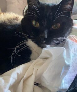 Purina Friskies Wet Cat Food Pate - 5.5 oz. Can Salmon Dinner 5.5 Ounce (Pack of 24) 32 714fO760t3L