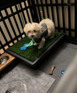 PetSafe Pet Loo Portable Dog Potty, Alternative to Pee Pads, Small 15 714jFB kOCL