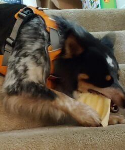 PET MAGASIN Rawhide Alternative Natural Jumbo Cow Ears 12-Pack Dog Treats Super Chew Long-Lasting, Made in Registered Facility 37 714kWBolEHL