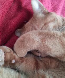 Wysong Uretic - Dry Natural Food for Cats, Chicken, 5 pounds 23 714m6aJIMdL