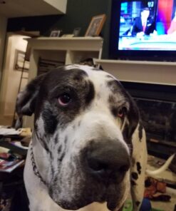 Hill's Science Diet Dry Dog Food, Adult 7+ for Senior Dogs, Chicken Meal, Barley & Rice Recipe, 33 lb. Bag 33 Pound (Pack of 1) 26 714nv8vQRVL 2