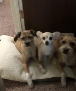 K&H Pet Products Outdoor Heated Dog Pad Tan Large 25 X 36 Inches 36.0"L x 25.0"W x 2.0"Th Retail Box 40 714pNW8yG0L