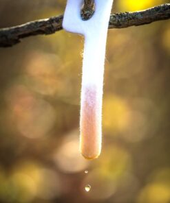 Wildlife Research Key-Wick Scent Dispenser White 11 714q3aCnaXL