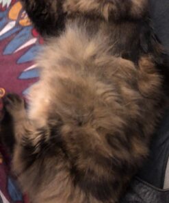 Coastal Pet Safari Cat Shedding Comb - Prevents Hairballs - Daily-Use Cat Deshedding Brush - For Cats with Short and Long Hair - One Size 35 714qBDGNjL