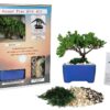 Eve's Bonsai Tree Starter Kit, Complete Kit with 2 Year Old Japanese Juniper in Gift Box !!! Cannot Ship to CA California & HI Hawaii !!!