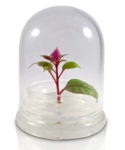 BLOOMIFY Celosia Flower Terrarium, Zero Care, Cockscomb, 4" Jar 23 714vFa x82L