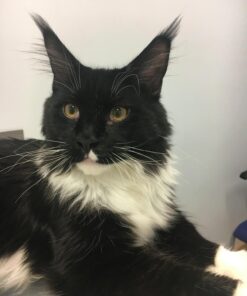 Sticky Paws Pioneer Pet Roll (32.8 feet) Roll (32.8 ft) 41 714vt DeTML