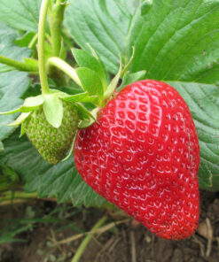 Jobe’s Organics 09226NA Granular Plant Food Fruit & Citrus, 4lbs, Brown 46 714xJ4z5F5L