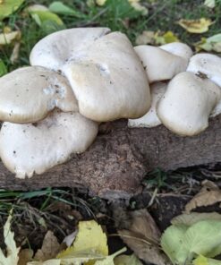 100 Shiitake 100 Mushroom Plug Spawn Edible Mycelium Plugs 31 714yhbB9L2L