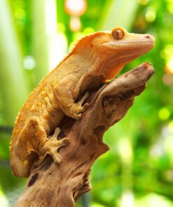 Pangea Fruit Mix Apricot Complete Crested Gecko Food 1/2 lb 10 715 0FkbXEL