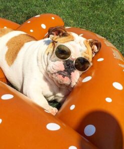 Swimline Giant Pretzel Swim Fun Inflatable Floating Seat, 1-Pack 27 7150S2r1nkL