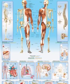 EuroGraphics Human Body Puzzle (1000-Piece) 6 7151q6kt5L