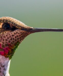 Nikon AF-S FX TC-14E III (1.4x) Teleconverter Lens with Auto Focus for Nikon DSLR Cameras 35 7153rShudEL