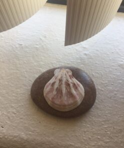 Sea Shells Mixed Beach Seashells - Various Sizes up to 2" Shells -Bag of Approx. 50 Seashells Seashells1 41 7155Wh73bYL