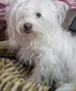 Pet MD - Benzoyl Peroxide Medicated Shampoo for Dogs and Cats - Effective for Skin Conditions, Dandruff, Itch Relief, Acne and Folliculitis - Citrus Scent - 12 oz 24 7156EdPR4zL