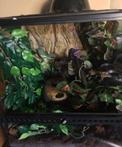 Fluker's Repta Vines for Reptiles and Amphibians Terrariums - Red Coleus 21 7156NVlRNVL