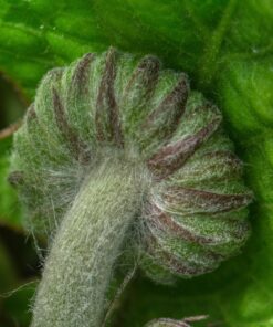 Nikon AF-S VR Micro-NIKKOR 105mm f/2.8G IF-ED Lens Lens Only 46 71578toQbL