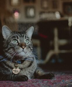 Nikon AF-S NIKKOR 35mm f/1.8G ED Fixed Zoom Lens with Auto Focus for Nikon DSLR Cameras Lens Only Standard Packaging 44 7159fwF IL